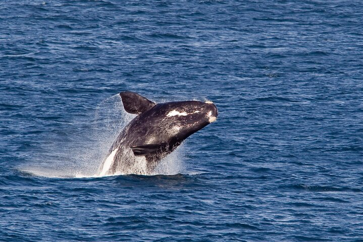 Whale Wonders: Majestic Marine Adventures in Hermanus - Photo 1 of 6